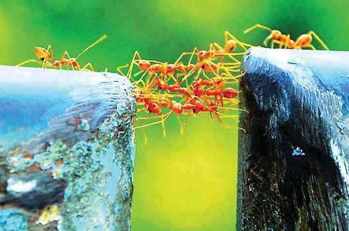 hormigas equipo